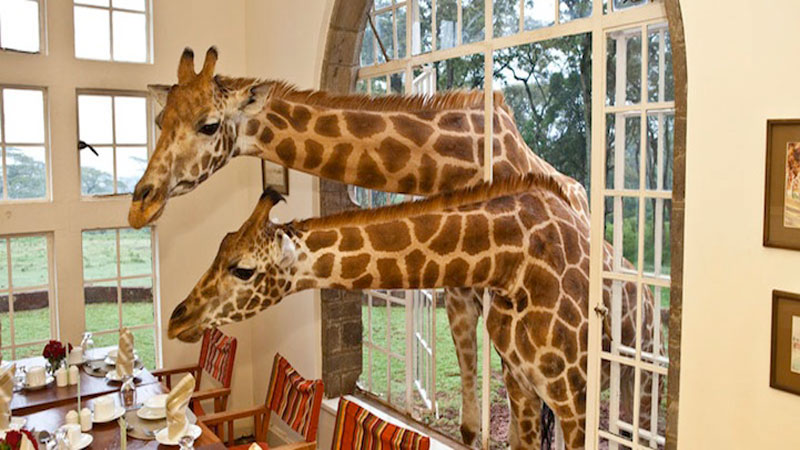 GiraffeManor1