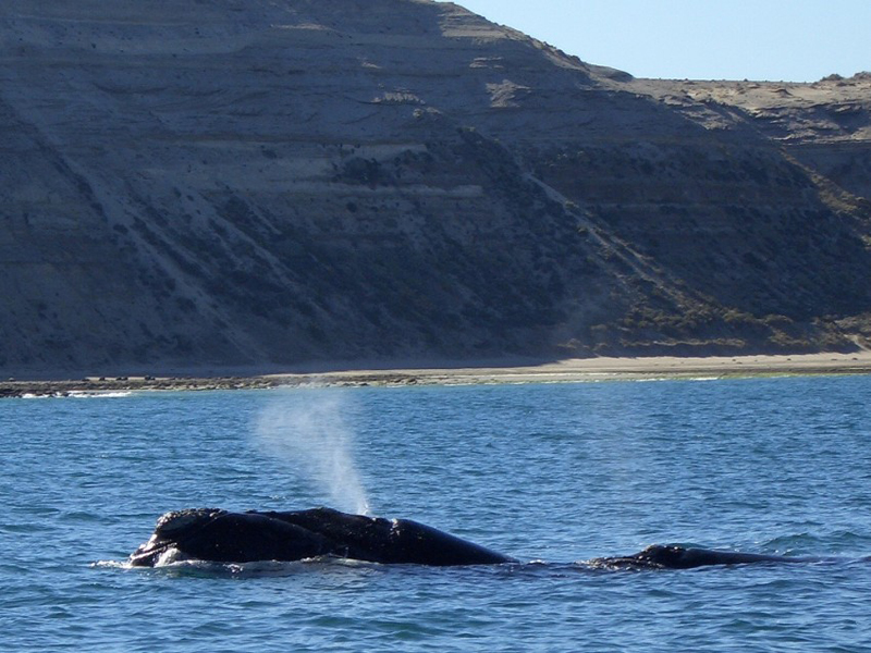 plages-argentine-puerto-madryn