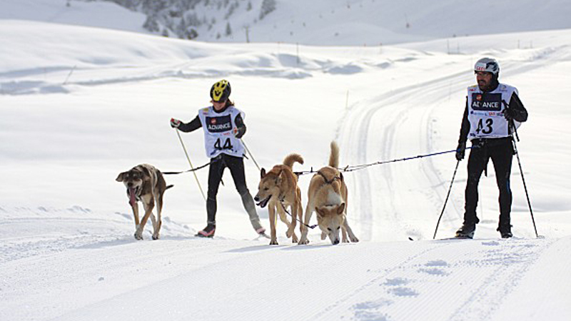 Ski-joering-canin