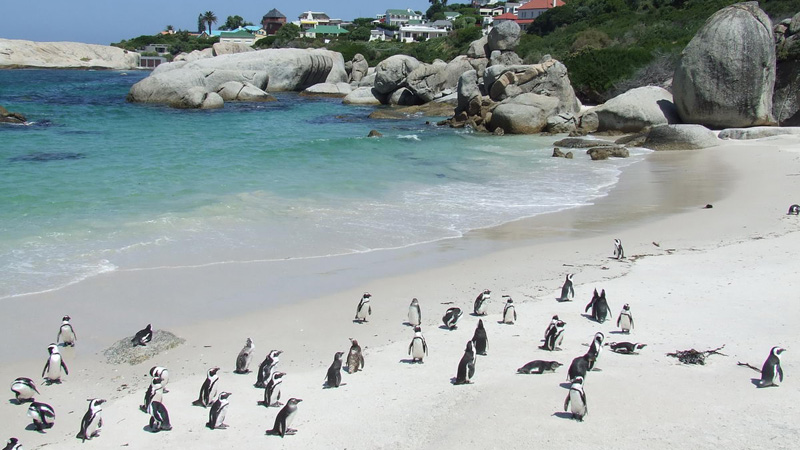 plus-belles-plages-d-afrique-du-sud-boulders