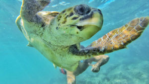 nager avec des tortues