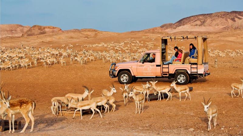 sir-bani-yas-safari