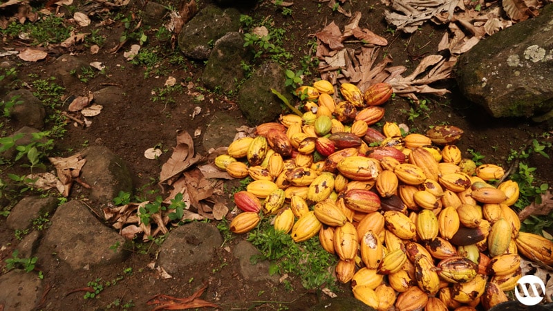 sao tome cacao