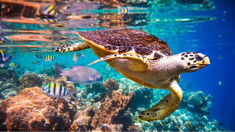nager avec des tortues egypte
