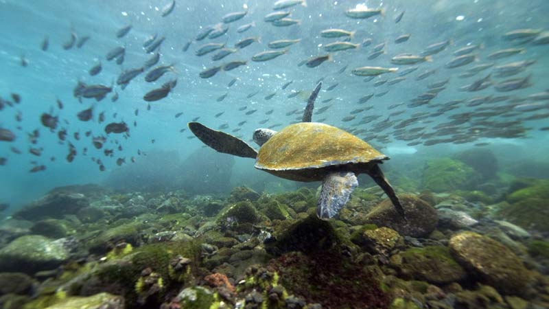 nager avec des tortues galapagos