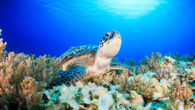 nager avec des tortues indonesie