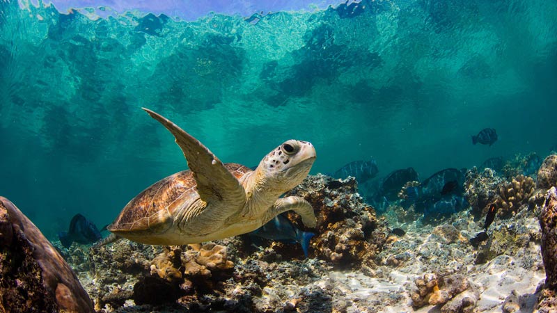 nager avec des tortues malaisie