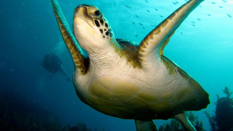 nager avec des tortues martinique