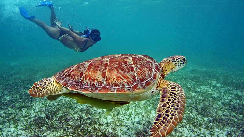 nager avec des tortues mexique