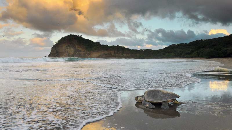 nager avec des tortues nicaragua