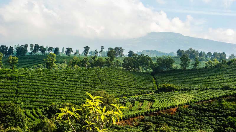 Costa Rica plantation de café