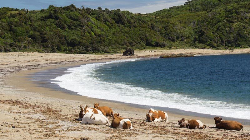 plages-du-chili-Playa-del-Cole