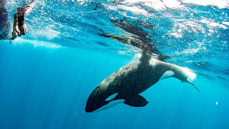nager avec des orques afrique du sud