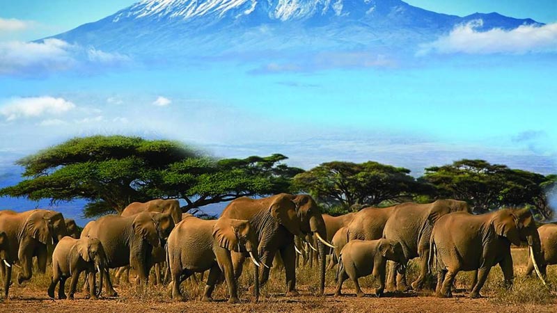 faire un safari au kenya amboseli