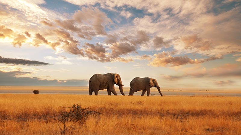 faire un safari au kenya madai