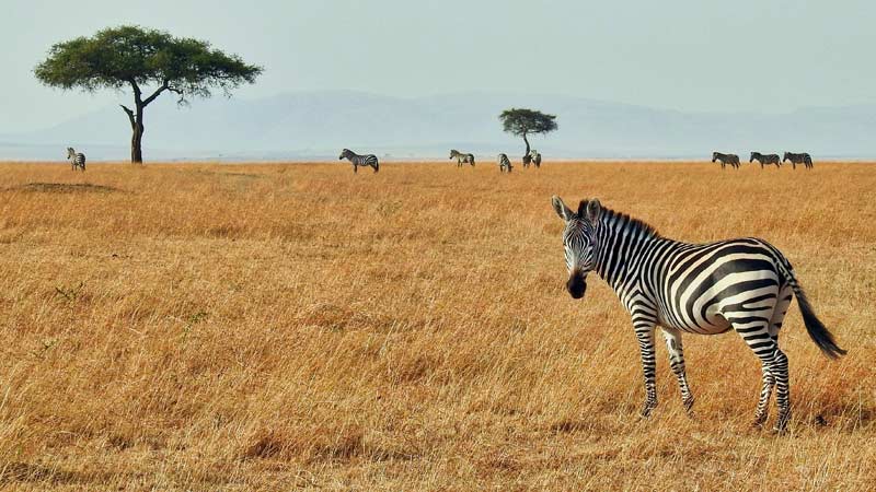 faire un safari au kenya1