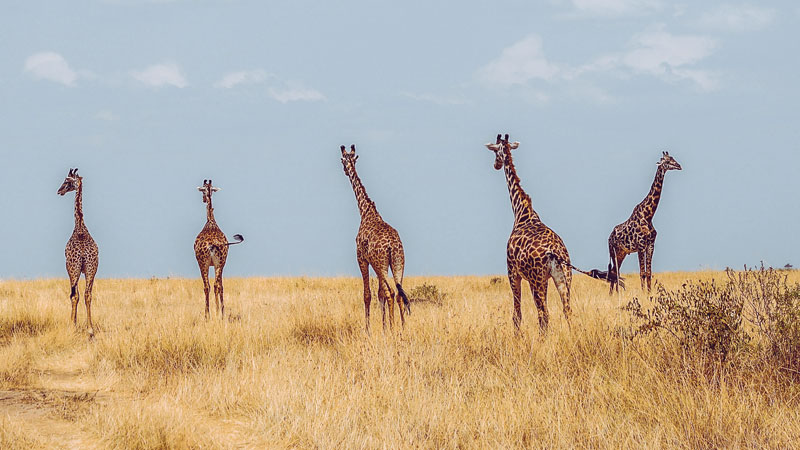 faire un safari au kenya2
