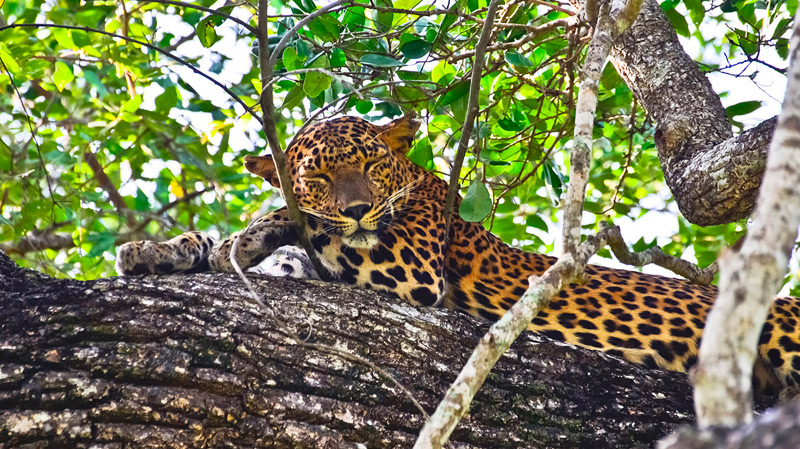 Parc National de Yala et ses Léopards