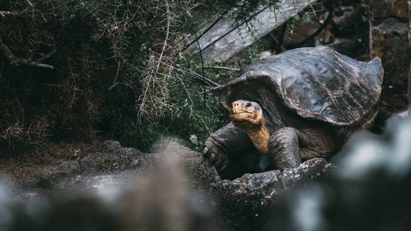 iles galapagos reserve