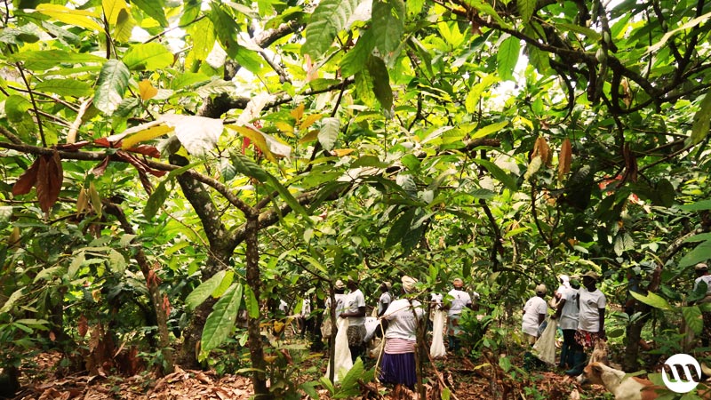 sao tome plantation