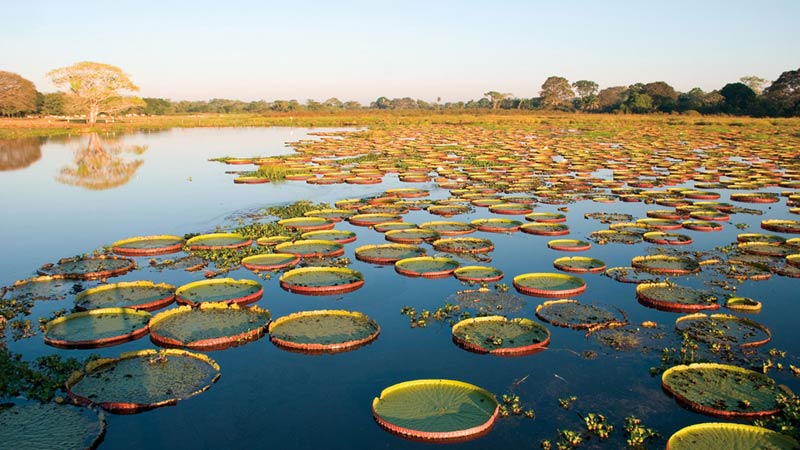 meilleurs safaris du monde bresil