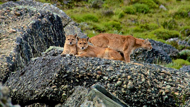 meilleurs safaris du monde patagonie