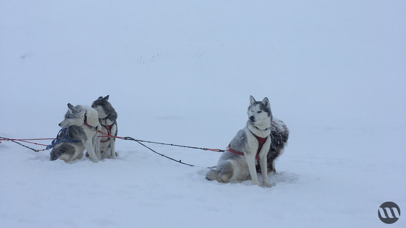 balade en chiens de traineaux 1