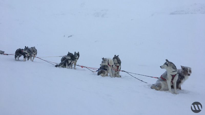 balade en chiens de traineaux 2