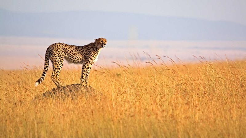 safari en tanzanie katavi