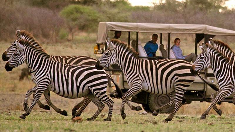 faire un safari en tanzanie manyara