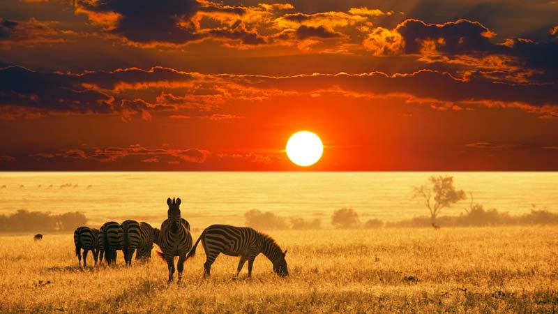 safari en tanzanie ruaha
