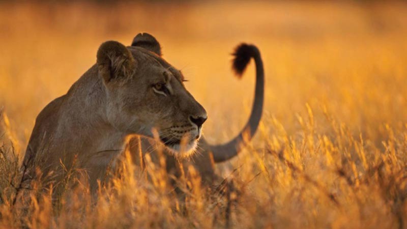 safari en tanzanie selous