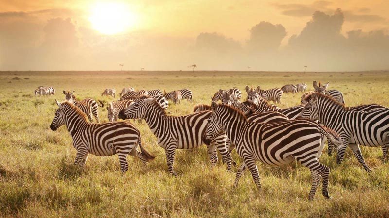 faire un safari en tanzanie serengeti