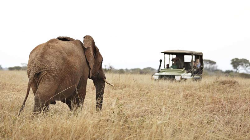 safari en tanzanie tarangire