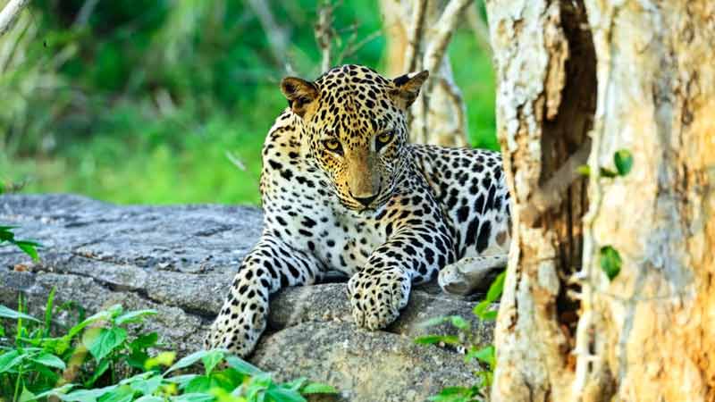 parc national yala au sri lanka leopard