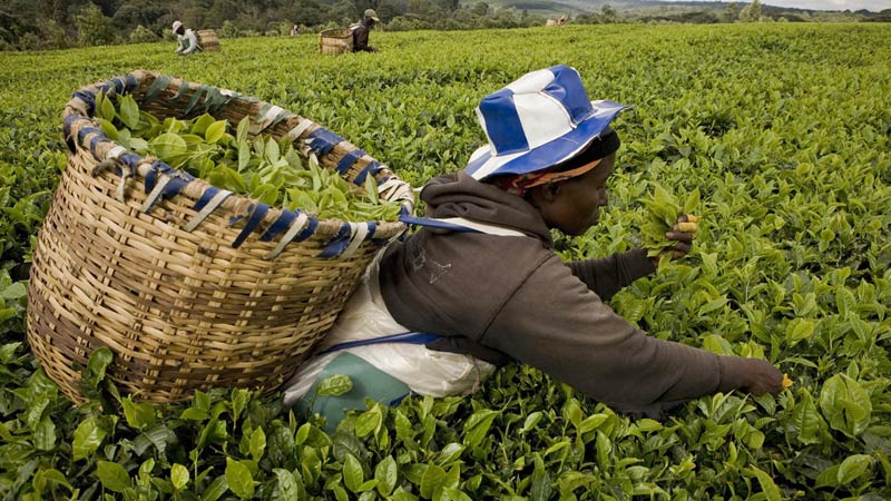 plantations de thé dans le monde kenya