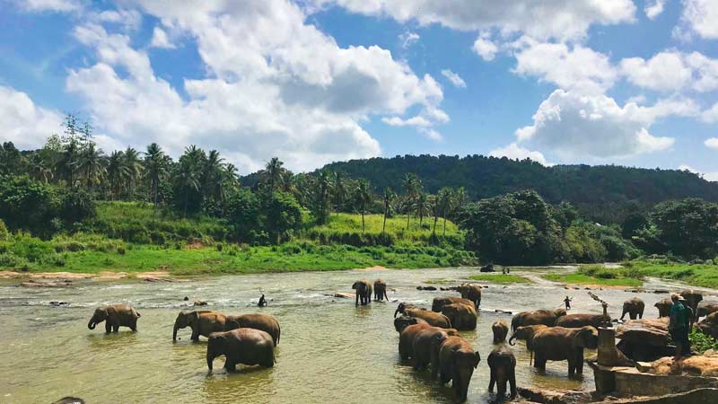 quand partir au sri lanka parc