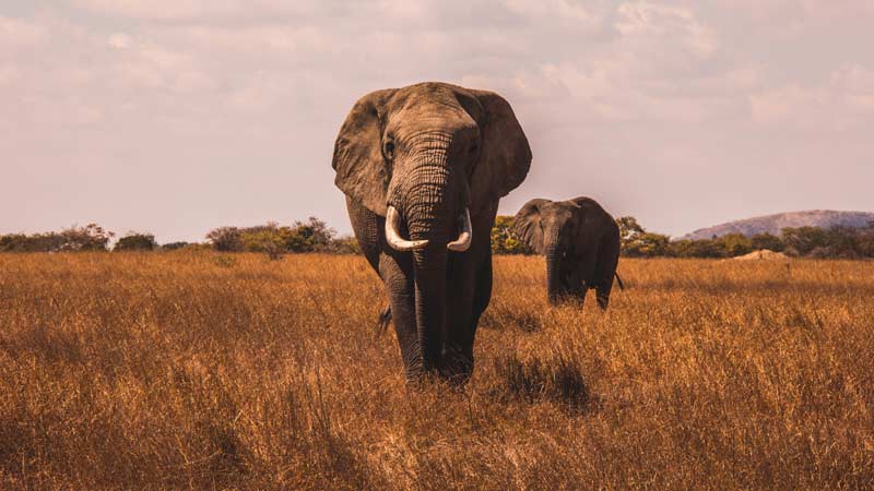 faire un safari au sri lanka wilpattu