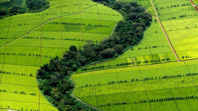 découverte de kericho vue aérienne