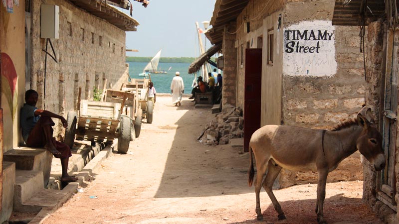 découvrir lamu ane