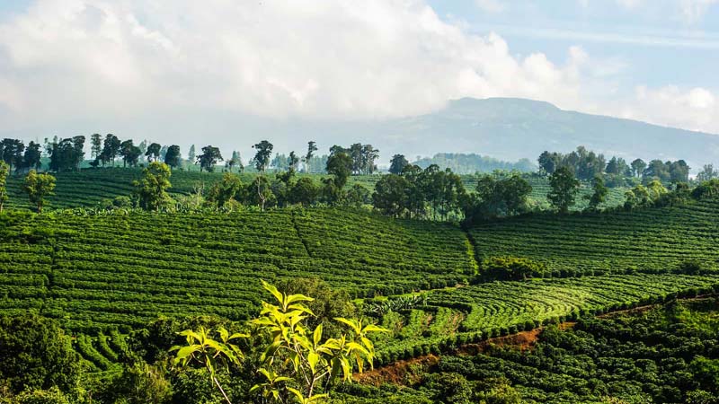 incontournables au costa rica plantations de café