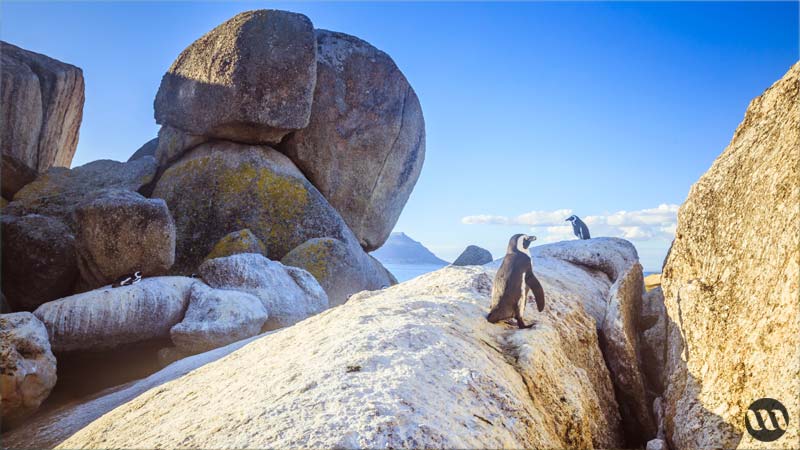 incontournables en Afrique du Sud boulders Beach