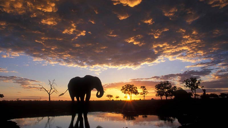 voyage au botswana chobe