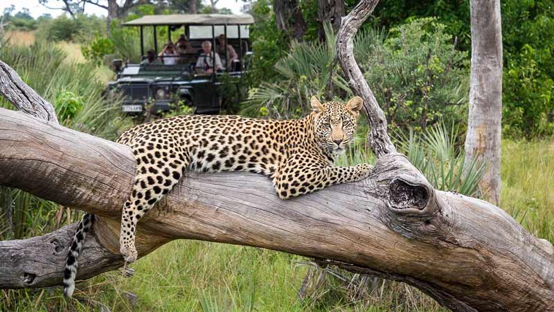 faire un safari au botswana moremi