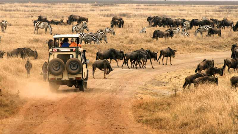 safari en namibie buffle