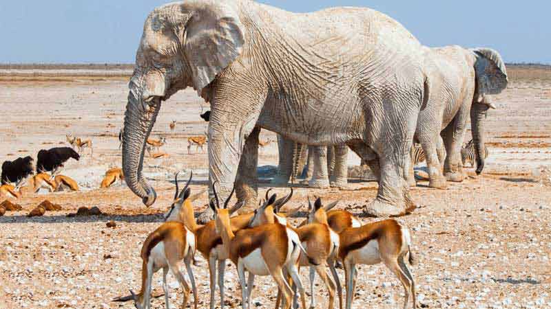 parc national d’Etosha