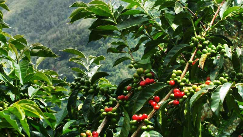 incontournables au Guatemala finca