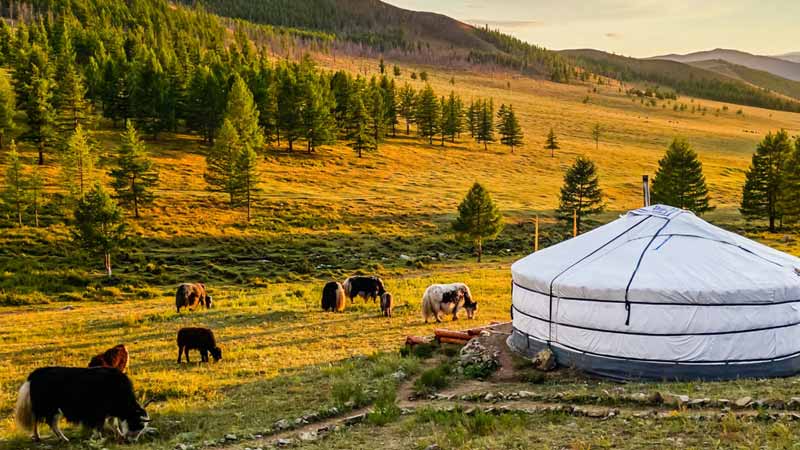 où partir en juillet au calme mongolie