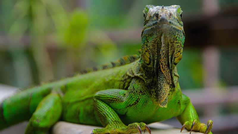 Que faire au Belize iguane