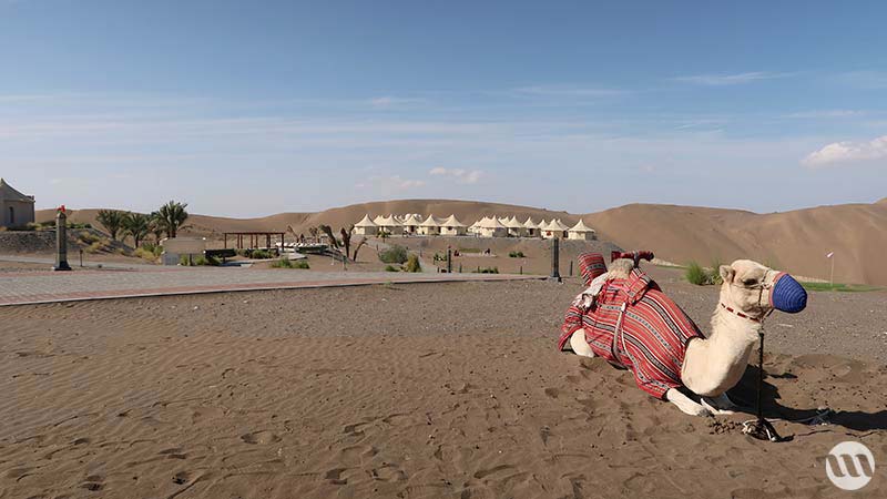 dormir en plein désert à Oman dromadaire